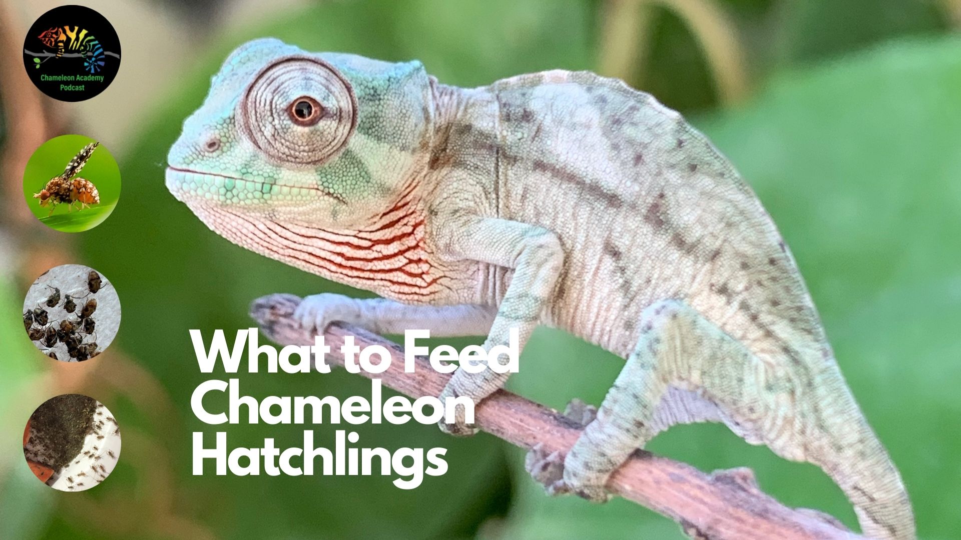 What to Feed Hatchling Chameleons - Chameleon Academy